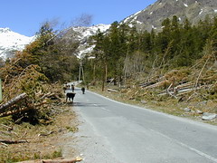 Trees fallen due to the avalanche