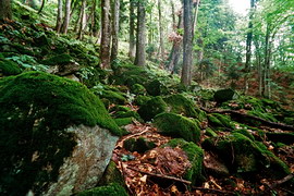 Лес на каменном склоне