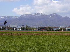 Вид с полей университета Хоккайдо на горы к западу от Саппоро. Видна гора Тэинэ (1023 м)