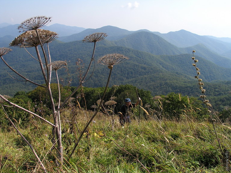 Граница леса