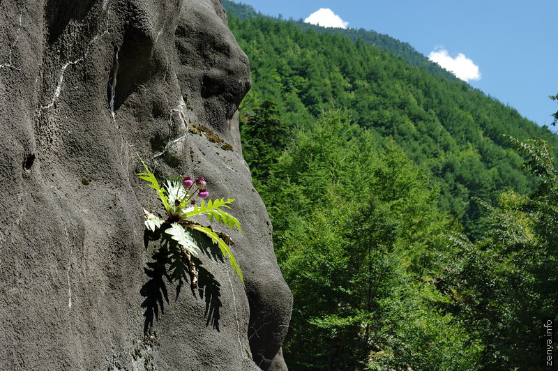 コンクリート壁と花