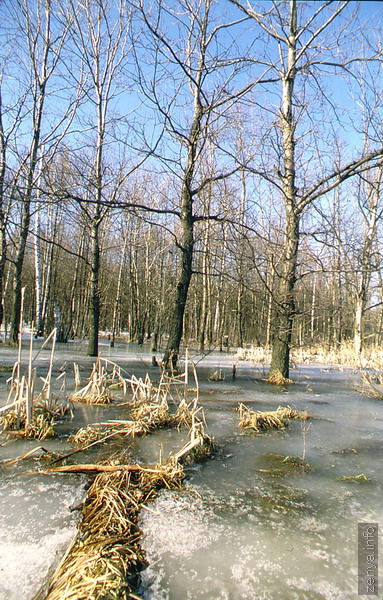 Весна в берёзовой роще. Фото 1