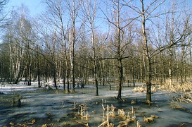 Весна в берёзовой роще. Фото 2