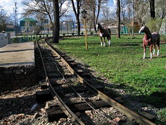 Kids railroad and horses in the central park